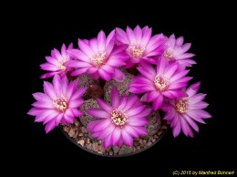 Sulcorebutia gemmae WK935 2236